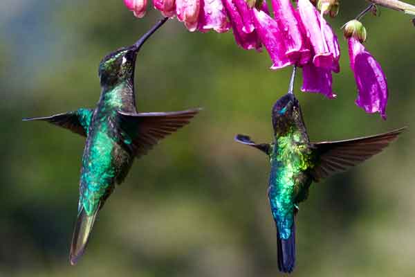 Ciclo de Vida de los colibríes - BEBEDEROS PARA COLIBRI